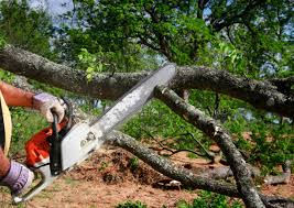 Trusted Fort Myers Shores, FL Tree Removal and Landscaping Services Experts